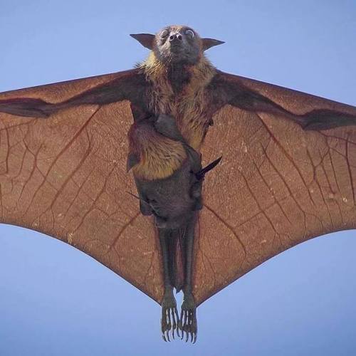 mudwerks - mutant-distraction - Indian flying fox with her...