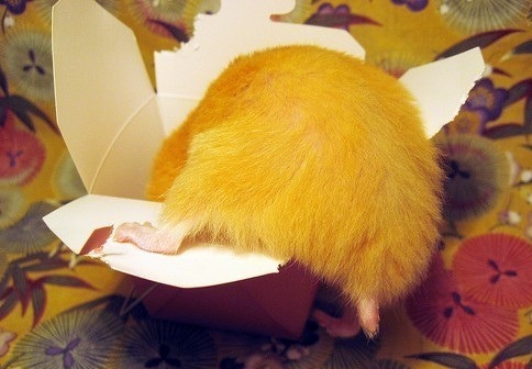 tastefullyoffensive:  Hamster Butts [via] porn pictures