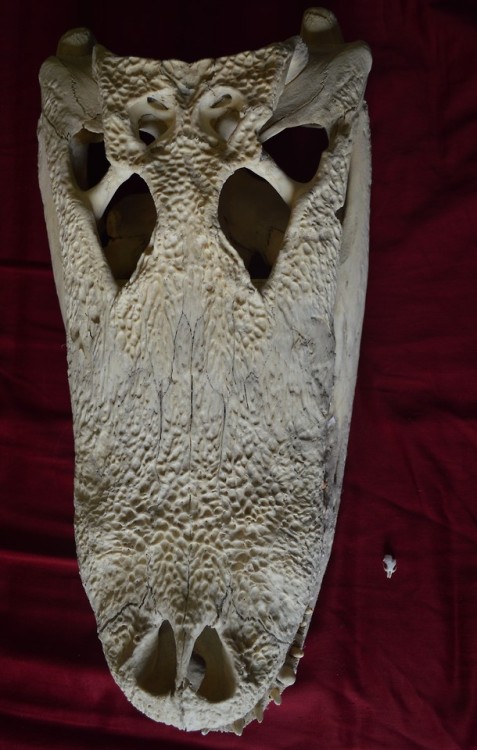 vultureshop:Smallest (mouse) vs. biggest (alligator) skull in my collection. 