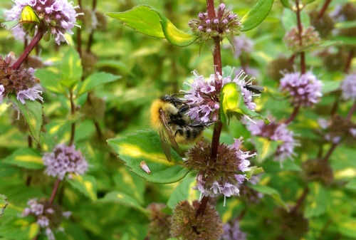 regnum-plantae: Mentha x gracilis ‘Variegata’, Lamiaceae Scotland is known for its 