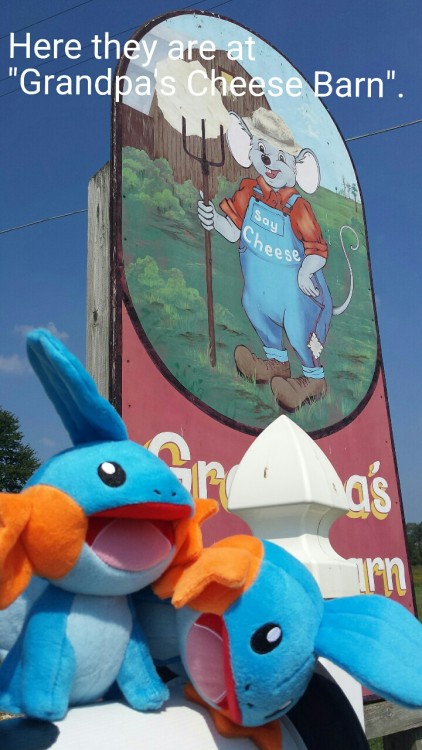 acerotiburon: #NoMudkipLeftBehind bought 2 Mudkip. Took them on a trip.