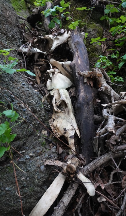 cow skull