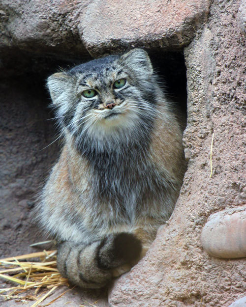 somecutething:  Pallas’s Cat, also called porn pictures