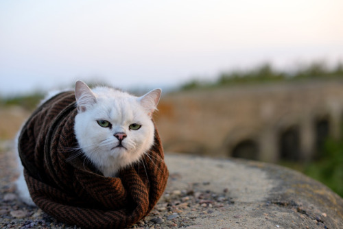 mostlycatsmostly: You can leave me at home for the next autumn photoshoot. (via kuymdmouse