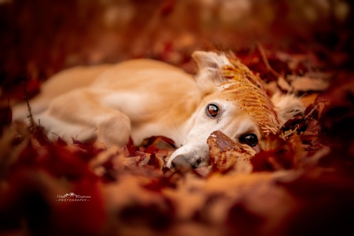 The photographer wanted to make a fall-themed photo, do you think we did it?Photo by Nicky Koopmans 