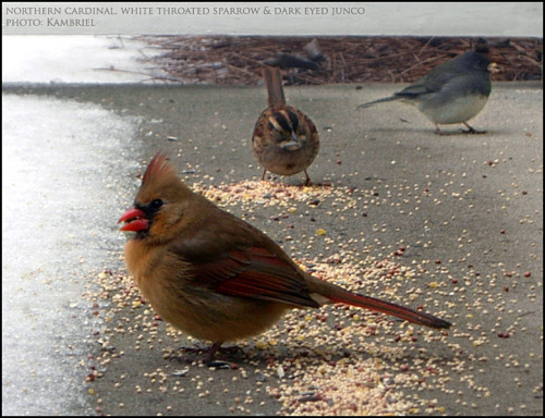 Just a few of the (many!) birds who partook of the seeds I scattered to help get them through the sn