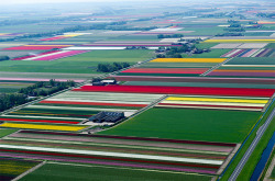 Approaching harvest (tulip farms in the Netherlands)