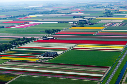 Sex Approaching harvest (tulip farms in the Netherlands) pictures