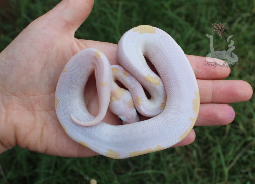 i-m-snek:FINALLY got these two eating on their own regularly. They will not be put up for sale until