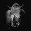 rhino300-actual