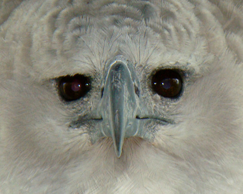 thegirlfrommexico:  thewarblerette:  mrthorinton:  clarabosswald:  so i saw this photo of a harpy eagleand i thought “woah what a noble beast” so i searched for more photos and i just  even the babiesi mean  this goes with almost all predator birds 