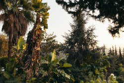 panopsis:View from our garden in Lebanon