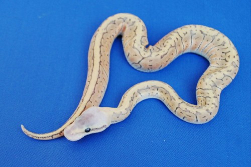 A Hypo Lemonblast girl produced by Jeff Luman Reptiles that I&rsquo;m inches away from buying. If pa