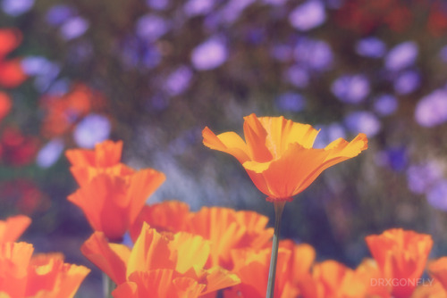 drxgonfly:Poppy Fields (by drxgonfly)Instagram