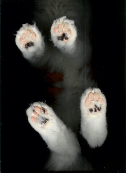 Cat Posts
