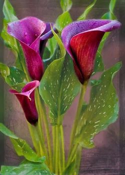 flowersgardenlove:  Calla Lillies - Beau