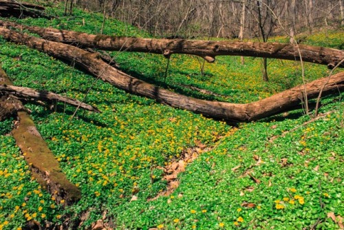 i found a field of tiny flowers and fallen trees that took my breath away and it will forever be the