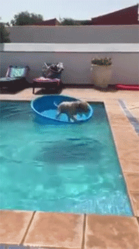 sizvideos:    Smart dog makes a boat to help fetch ball in the pool  Video