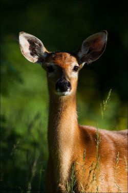 spiritofthewoodlands:  Whitetail Deer by