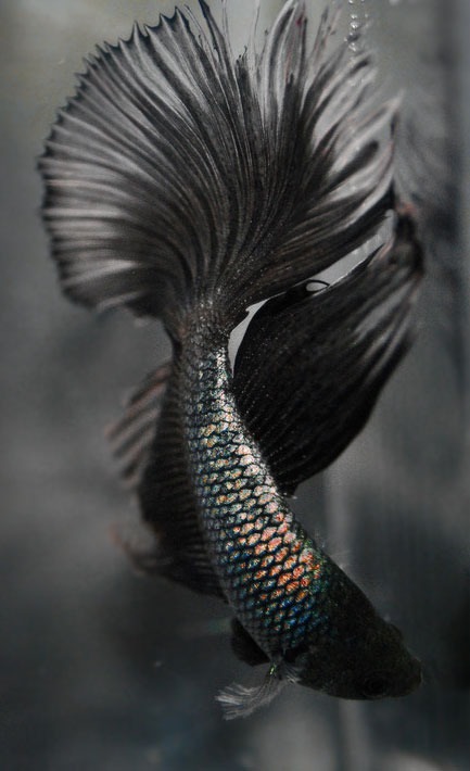 golden-quill:  Black Silk - source 