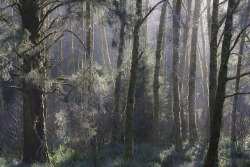 russell-tomlin:  Light in a Riverine Forest