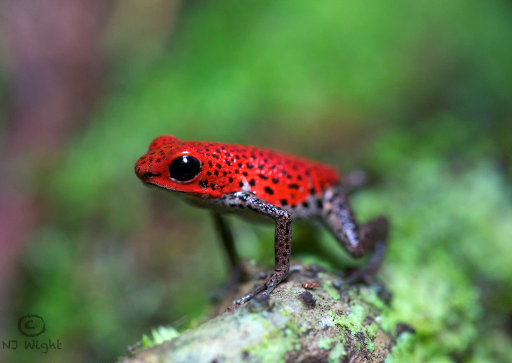 Strawberry Poison Dart Frog