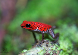 njwight:  The #strawberrypoison-dart frog (also called the blue-jeans) is one very cool dude. I loved trying to track them down and got pretty muddy capturing this shot. He was about the size of Tylenol - but with teenie-tiny legs. So, not exactly a large