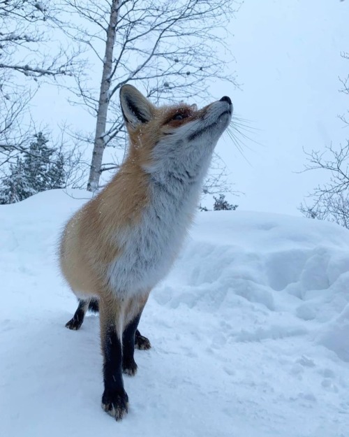 everythingfox: Winter fluff: Jozef Tomaľa