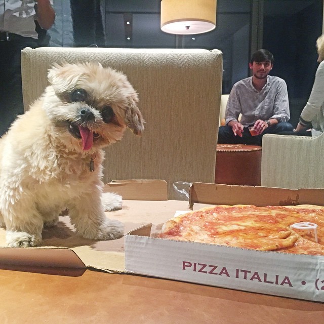 marniethedog:  A lovely cheese pizza just 4 me
