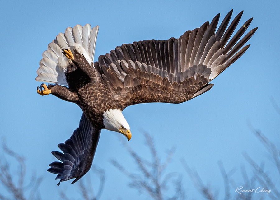 gravitationalbeauty:  Acrobatic Dive by RHCheng on deviantART