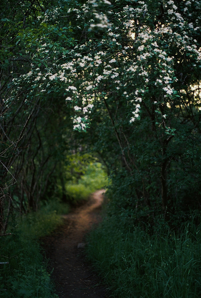 brutalgeneration:  Inward goes the secret path (by Picea abies) 
