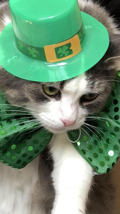 charlie&ndash;loves:Charlie loves St. Patrick’s Day. (No really, she does, honest)