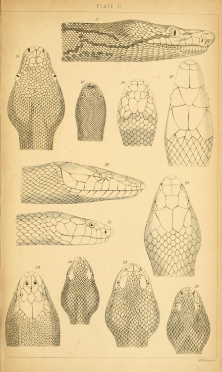 nemfrog:Snake faces. Essay on the physiognomy of serpents. 1843.