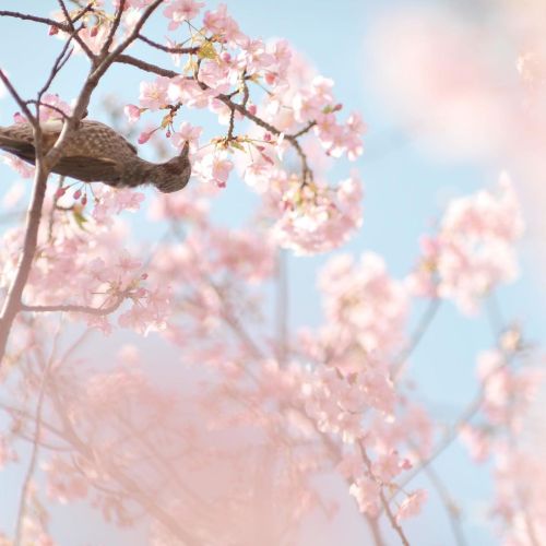 亀戸水神にて。 河津桜とヒヨドリ。 #japan #tokyo #flowers #birds #bulbul #spring #nikon #nikonphotography #beautifulj