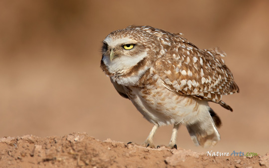 XXX Burrowing Owl Appreciation Post photo