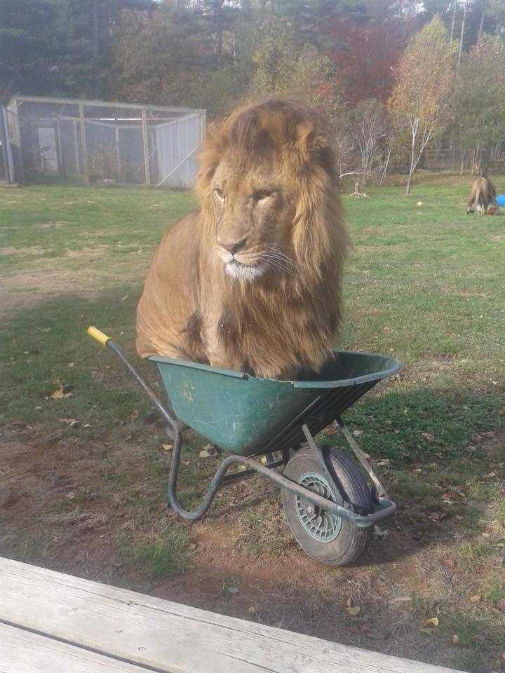 mmilhouse:  evengalion:  i cannot believe “if it fits, i sits” transcends boundaries