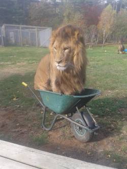 evengalion:  i cannot believe “if it fits, i sits” transcends boundaries in this way   @sft425