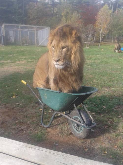 evengalion: i cannot believe “if it fits, i sits” transcends boundaries in this way