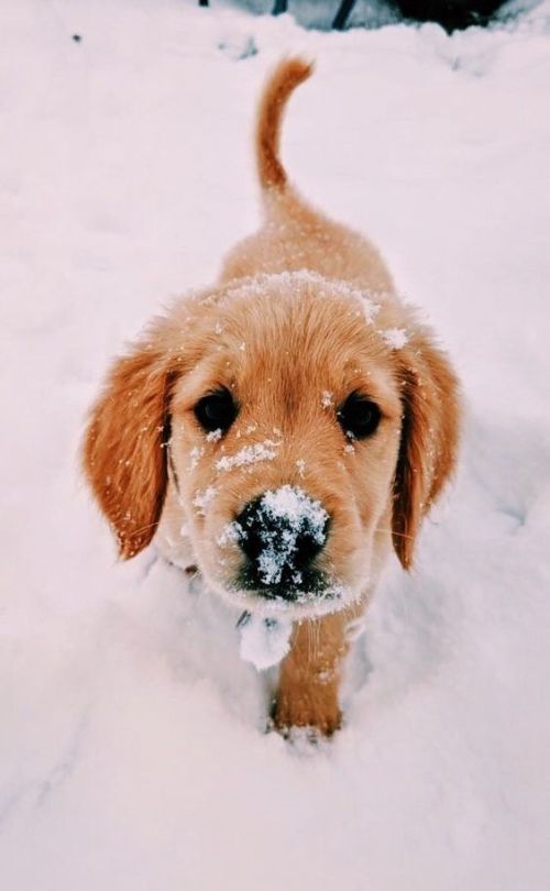 Snow and puppies 😍🐶❄️