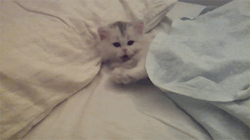babyanimalposts:  feeling sad? you need this blog on your dash!