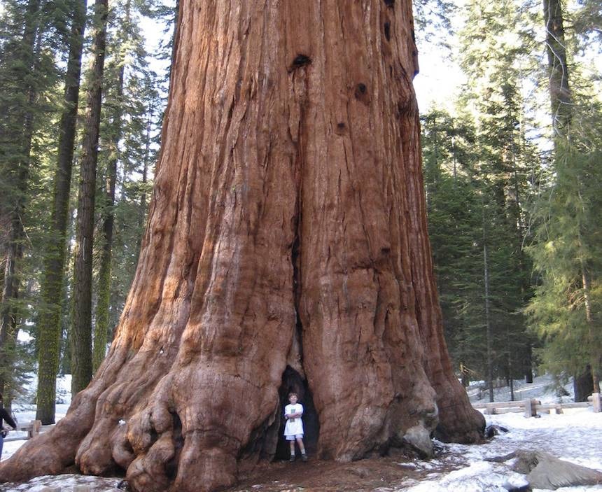 copycat-the-gucci-gremlin:  dykejohnsilver:  dykejohnsilver:  dykejohnsilver: you know what i’ve never seen. one of those really big trees. like the massive ones in california. i feel like if i saw one i’d start crying immediately  trust me when i