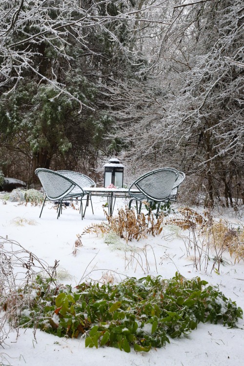 Winter came for a visit.   Snow and ice encrusted landscape giving the gardener a beauty break from 