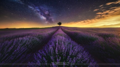 te5seract: The Lone Tree, The Lavender Field and Milky Way & Lavender Field & Milky Way I by  Jesús M. García  