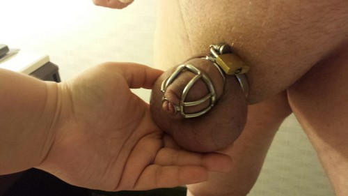 mskittymischief:  It’s been a challenge getting Daphne into chastity devices. However, it’s so much fun teasing that that clitty once properly locked. KM 😻 