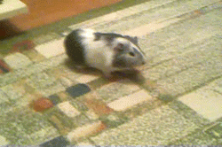 adulthoodisokay:  Here is a guinea pig twerking. Where is your god now?