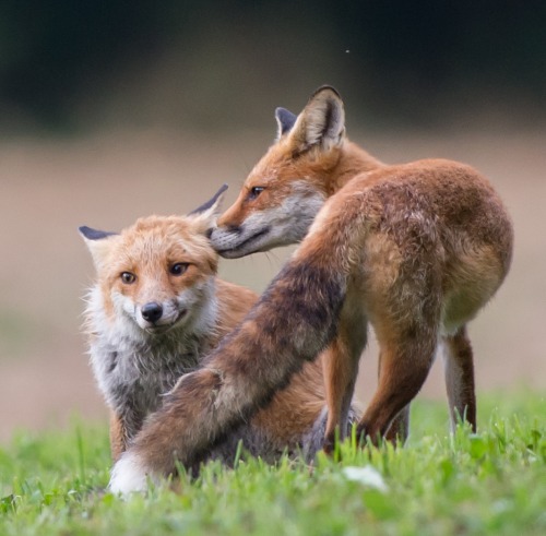 beautiful-wildlife:  Moment of tenderness by Gilbert Fortune 