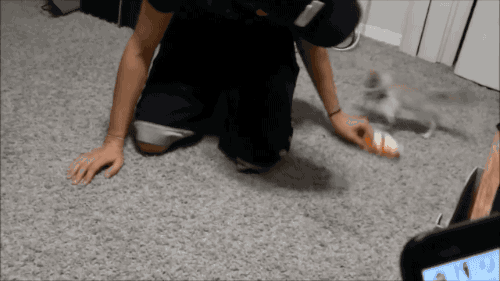 gifsboom:Baby Fennec Fox. [video]Eeeee~!!! &lt;333