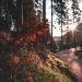 conexion-literaria:㋡🥀Magical and beautiful nature...