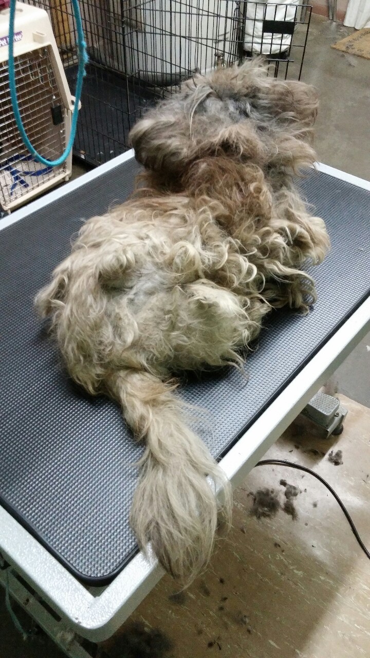 lilfoxtrot:  I don’t think I’ve ever seen a dog that looked like this in person???