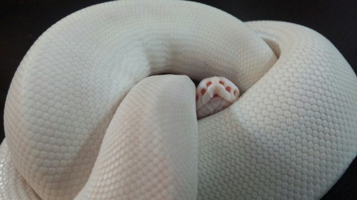 Sex herps-and-derps:  Mojo jojo, my little snowball, pictures